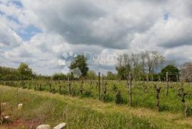 Imanje sa građevinskom dozvolom i projektom za vinariju i štalu za domaće životinje, Pazin - Okolica, أرض