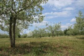 Prekrasan maslinik u okolici Baderne, 3000 m², Poreč, Land