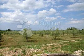 Prekrasan maslinik u okolici Baderne, 3000 m², Poreč, Land