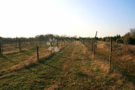 ISTRA, Svetvinčenat - maslinik, uređeno s dobrim prilazom, Svetvinčenat, Land