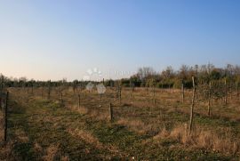 ISTRA, Svetvinčenat - maslinik, uređeno s dobrim prilazom, Svetvinčenat, Tierra