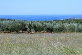 POLJPORIVREDNO ZEMLJIŠTE KOD TARA, Kaštelir-Labinci, Land