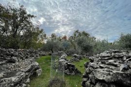 Otok Krk,Bajčići,maslinik,734 m2, Krk, Γη