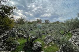 Otok Krk,Bajčići,maslinik,734 m2, Krk, Γη