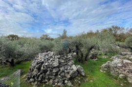 Otok Krk,Bajčići,maslinik,734 m2, Krk, Γη