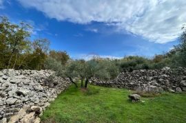 Otok Krk,Bajčići,maslinik,734 m2, Krk, Terrain