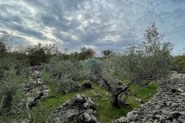 Otok Krk,Bajčići,maslinik,734 m2, Krk, Γη