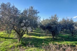 Poljoprivredno zemljište sa maslinikom i vinogradom, Pula, Arazi