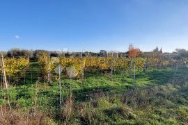 Poljoprivredno zemljište sa maslinikom i vinogradom, Pula, Γη