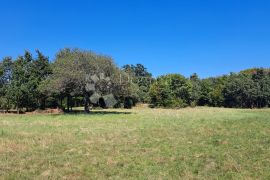 Prostrano poljoprivredno zemljište u okolici Barbana, Barban, أرض