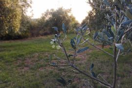 Oaza Smokava i Maslina: Zemljište Fažana, Fažana, Tierra