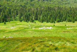 Šuma u okolici Čabra, Čabar, Terrain