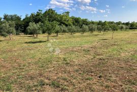 IZUZETNO GRAĐEVINSKO ZEMLJIŠTE, Marčana, Land