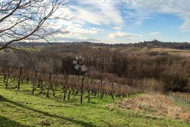 SELNICA  Atraktivno građevinsko i poljoprivredno zemljište   6652 m2, Selnica, Land