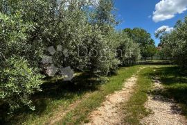 Kuća sa maslinikom, Umag, House