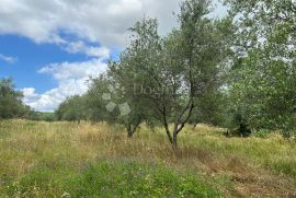 Poljoprivredno zemljište u vinogradarskom kraju, Brtonigla, أرض
