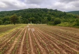 Oranica u Ogulinu, Podvrh, Ogulin, Terreno