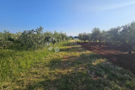 Izuzetno turističko građevinsko zemljište - 250 maslina i obilje mogućnosti!, Umag, Terrain