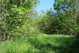 Ročko Polje - građevinska parcela sa starinom, Buzet, Terrain