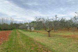 VIŽINADA – MASLINIK!!!, Vižinada, Land