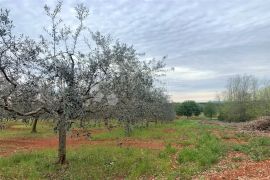 VIŽINADA – MASLINIK!!!, Vižinada, Terreno