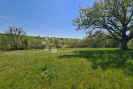 Momjan, okolica, prostrana pravilna parcela južne orjentacije, Buje, Terrain