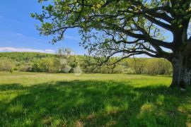 Momjan, okolica, prostrana pravilna parcela južne orjentacije, Buje, Tierra