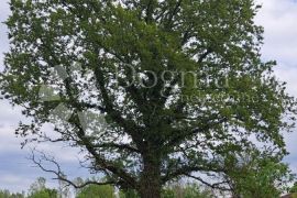 Građevinsko zemljište sa prekrasnim pogledom, Karojba, Land