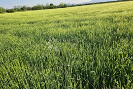 Zemljište u Grabanicama, Varaždin, Land