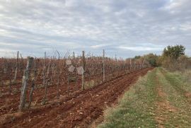 VELIKA STANCIJA SA 7.200 m² GRAĐEVINSKOG ZEMLJIŠTA, Brtonigla, Terreno