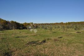 Veliki maslinik sa puno potencijala, Vodnjan, Land