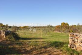 Veliki maslinik sa puno potencijala, Vodnjan, Land