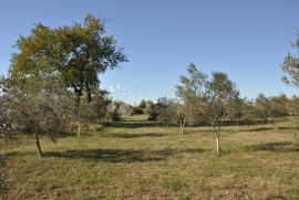 Veliki maslinik sa puno potencijala, Vodnjan, Tierra