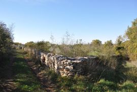 Veliki maslinik sa puno potencijala, Vodnjan, Terrain