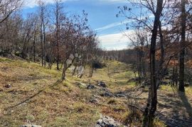 Breza- predivna šuma-imanje na sunčanom proplanku, na pješačkoj stazi prema Kastvu, Klana, Terreno