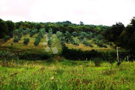Prekrasan maslinik na prostranom poljoprivrednom zemljištu!, Rovinj, Zemljište