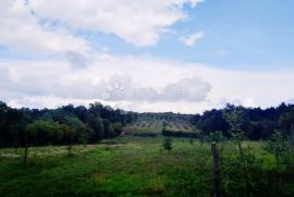 Prekrasan maslinik na prostranom poljoprivrednom zemljištu!, Rovinj, Land