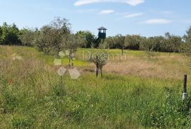 Maslinik nedaleko Vodnjana, Vodnjan, Land