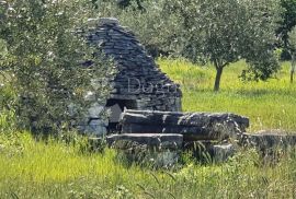 Maslinik nedaleko Vodnjana, Vodnjan, Land