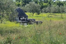 Maslinik nedaleko Vodnjana, Vodnjan, Terrain