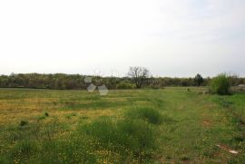 Svetvinčenat, okolica, 2.6 ha predivnog poljoprivrednog zemljišta na granici sa urbaniziranim, Svetvinčenat, Γη