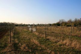 ISTRA, Svetvinčenat - maslinik, uređeno s dobrim prilazom, Svetvinčenat, Terra