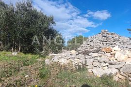 Šolta, Nečujam - maslinik sa 70 starih maslina i bunjom, 4700 m2, Šolta, Земля