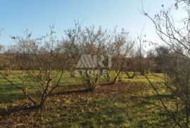 Dugogodišnji nasad lješnjaka, Grubišno Polje, Terreno