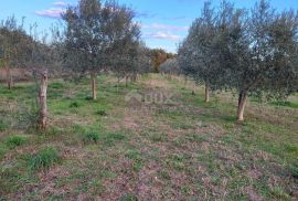 ISTRA, SVETVINČENAT - Maslinik sa 145 maslina, Svetvinčenat, Terrain