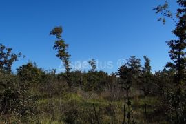 Poljoprivredno zemljište 5 243m2, Paradiž, Škicini, Svetvinčenat, أرض