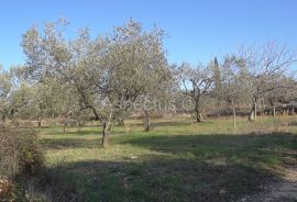 Maslinik, zemljište 2002m2 uz građevinsko područje, Peroj, Vodnjan, Land