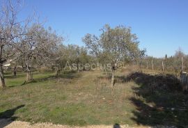 Maslinik, zemljište 2002m2 uz građevinsko područje, Peroj, Vodnjan, Land