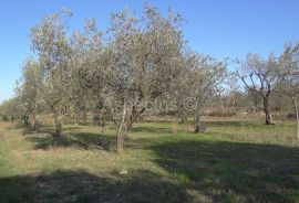 Maslinik, zemljište 2002m2 uz građevinsko područje, Peroj, Vodnjan, Land