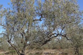 Maslinik, zemljište 2002m2 uz građevinsko područje, Peroj, Vodnjan, Land